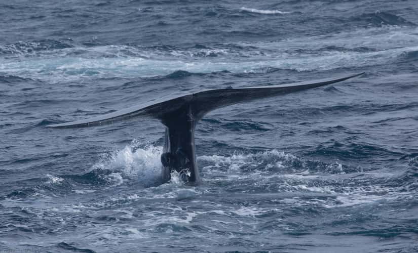 Whale-watching in Mirissa, Sri Lanka