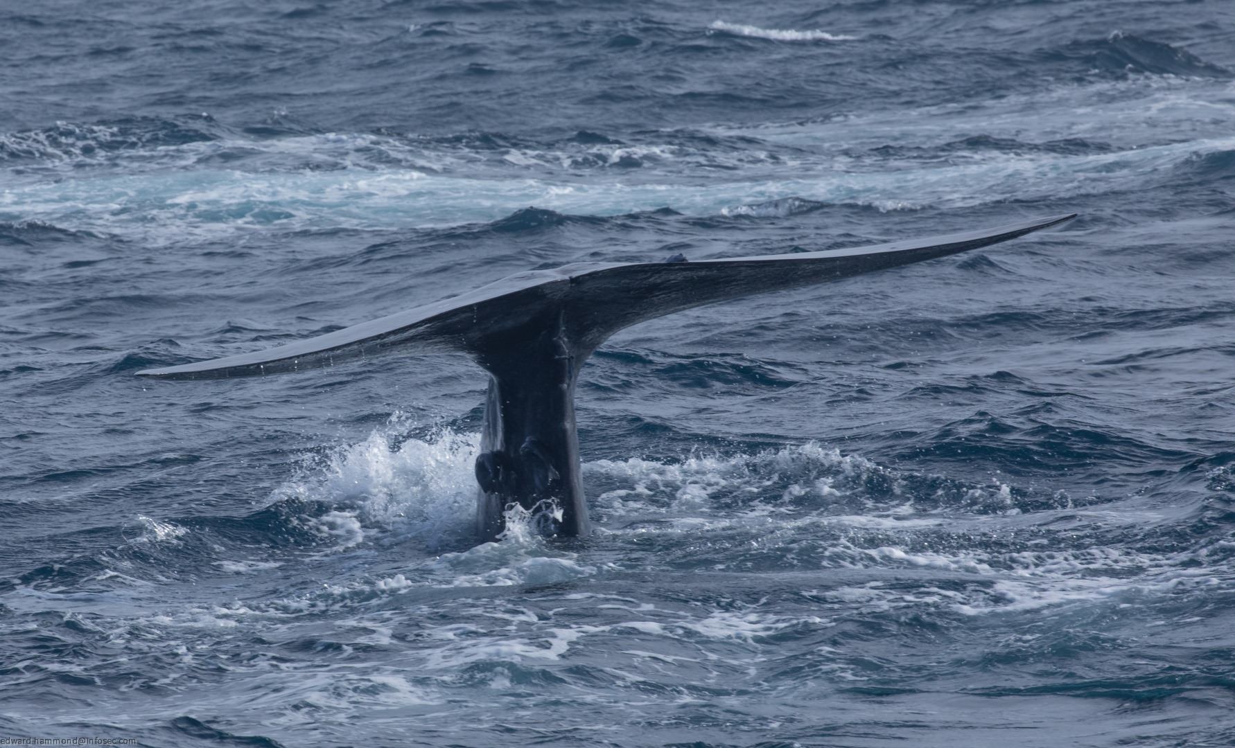 Whale-watching in Mirissa, Sri Lanka, Sri Lanka