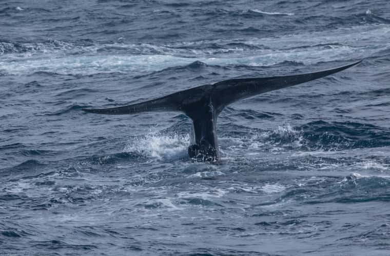 Whale-watching in Mirissa, Sri Lanka