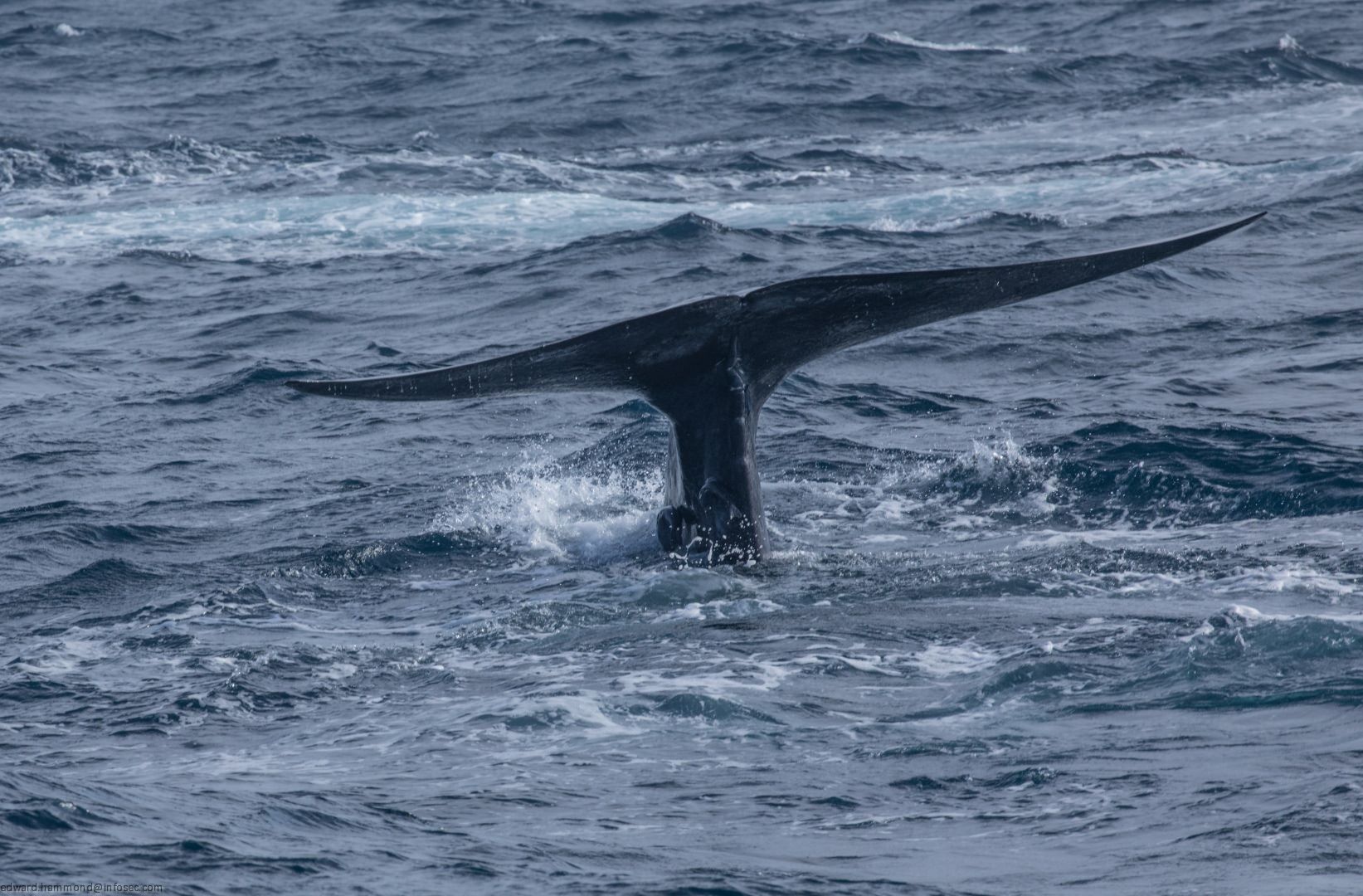 Whale-watching in Mirissa, Sri Lanka, Sri Lanka