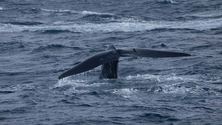 Whale-watching in Mirissa, Sri Lanka