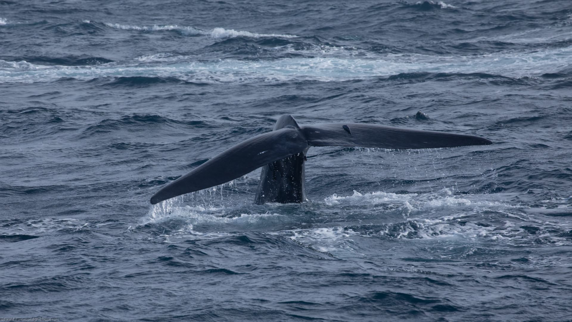 Whale-watching in Mirissa, Sri Lanka, Sri Lanka