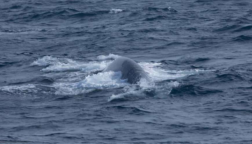 Whale-watching in Mirissa, Sri Lanka