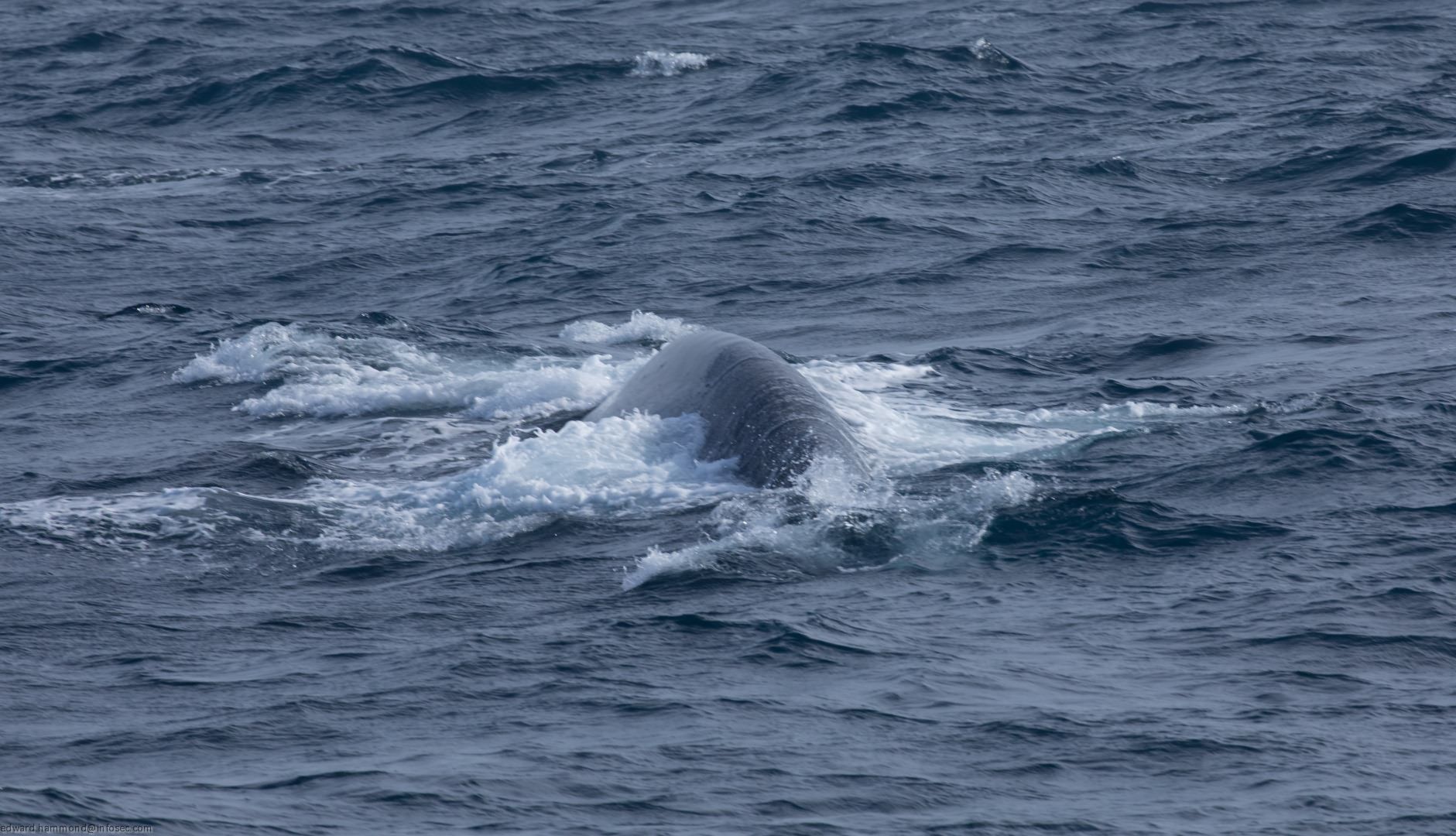 Whale-watching in Mirissa, Sri Lanka, Sri Lanka