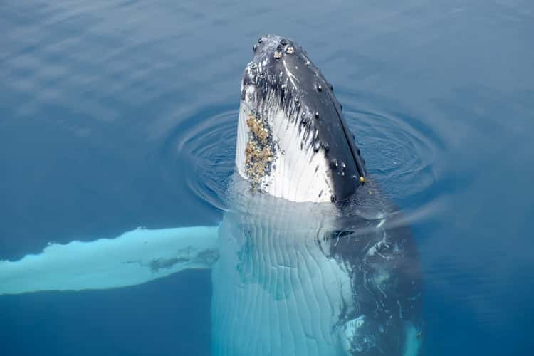 Whale whatching Hervey Bay