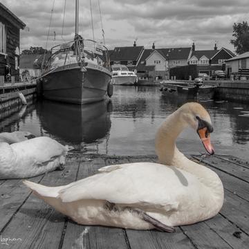 White Swans, United Kingdom