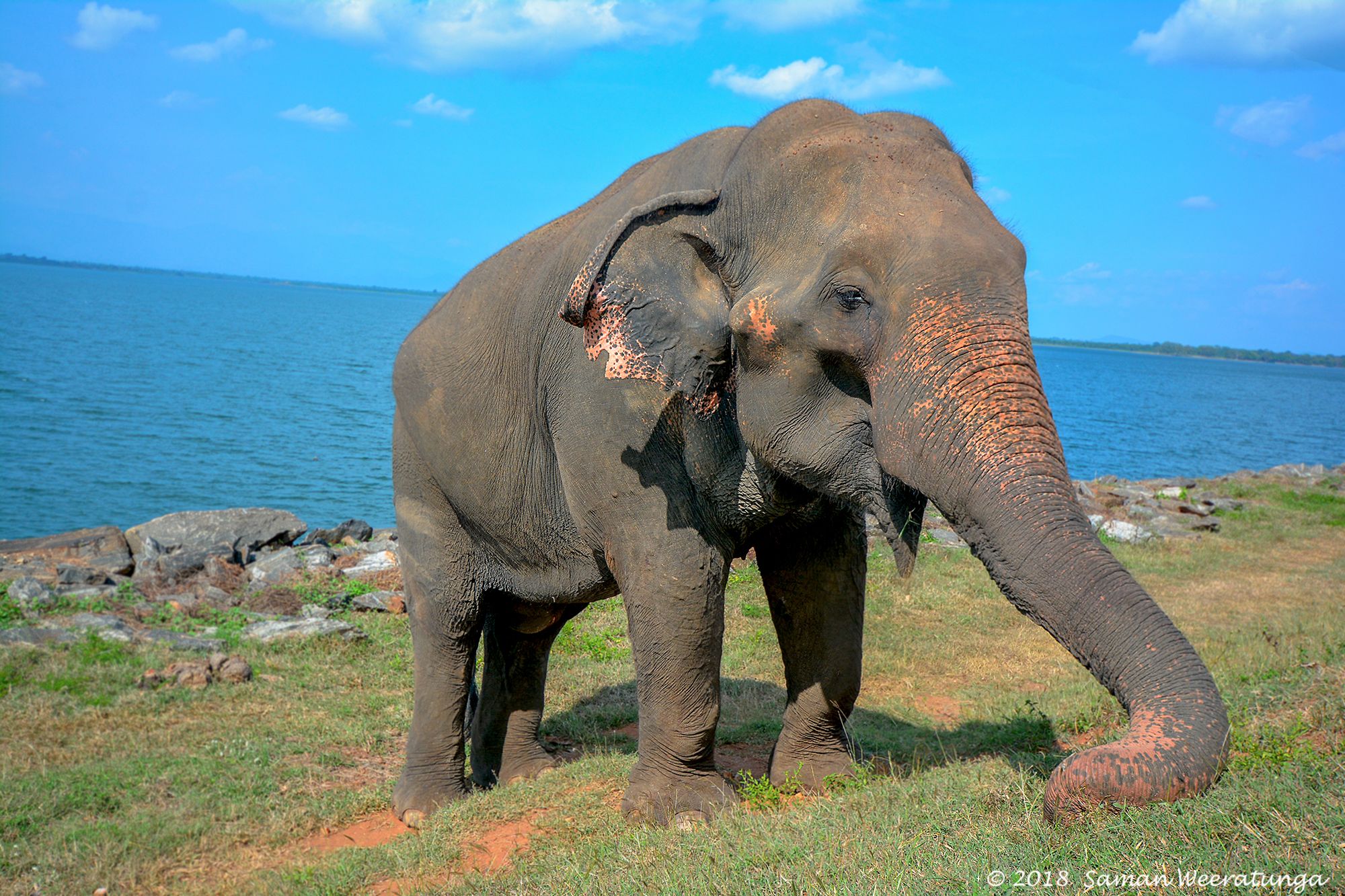 Wild Elephant Near Udawalawe Reservoir, Sri Lanka