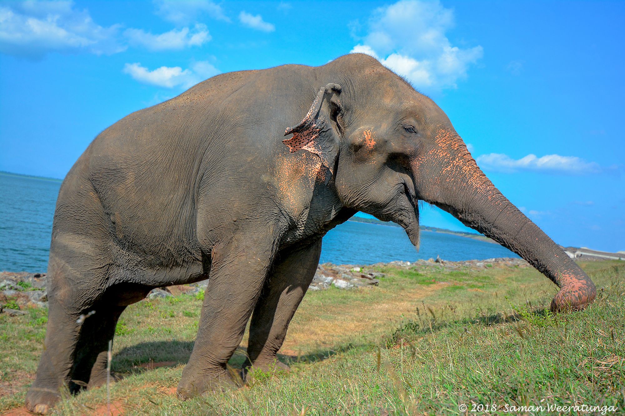 Wild Elephant Near Udawalawe Reservoir, Sri Lanka