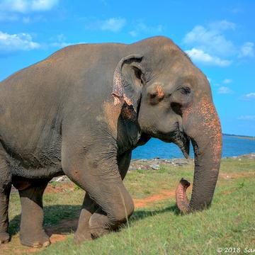 Wild Elephant Near Udawalawe Reservoir, Sri Lanka
