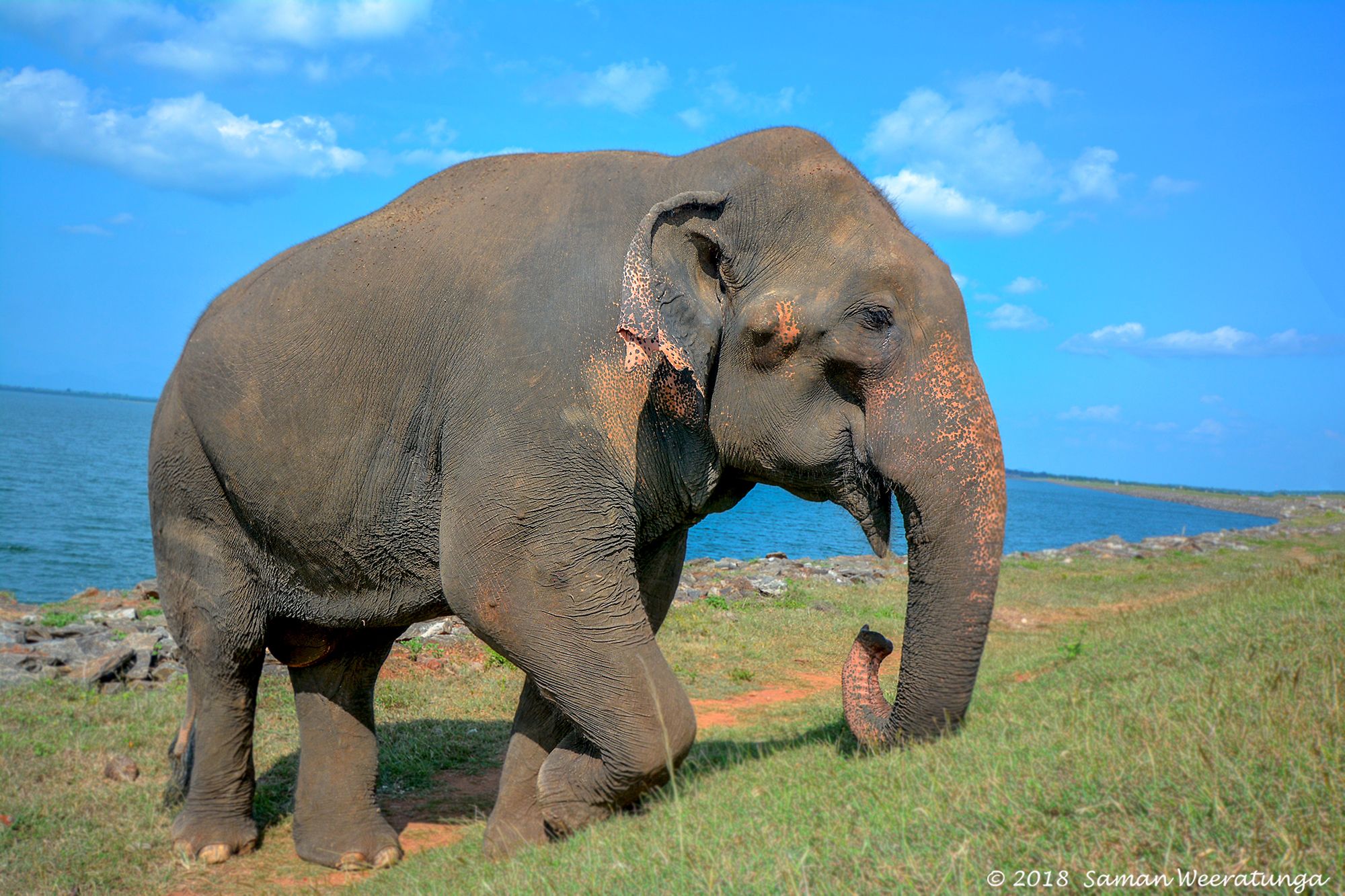 Wild Elephant Near Udawalawe Reservoir, Sri Lanka