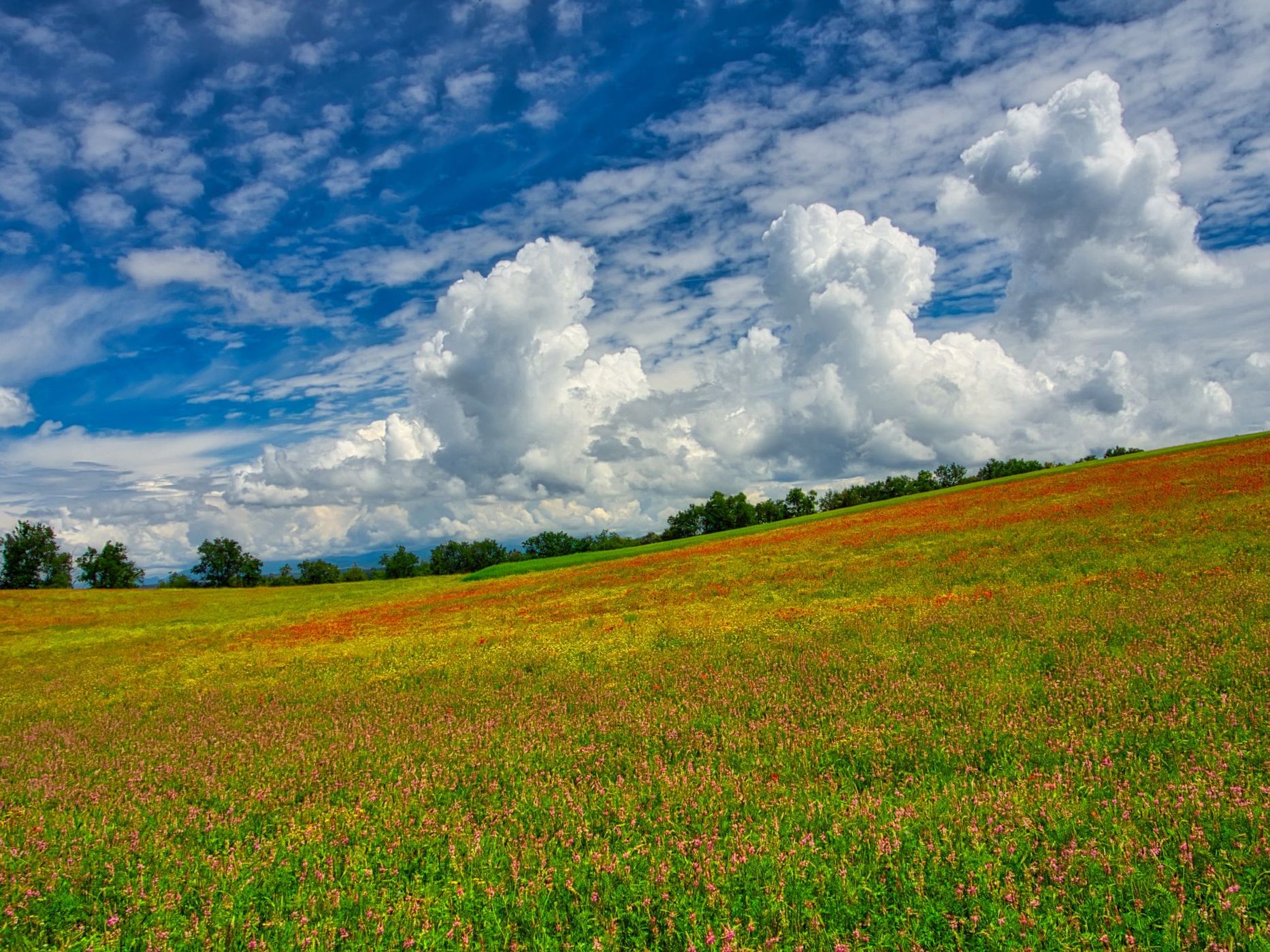 Wild Flowers in Valensole, France
