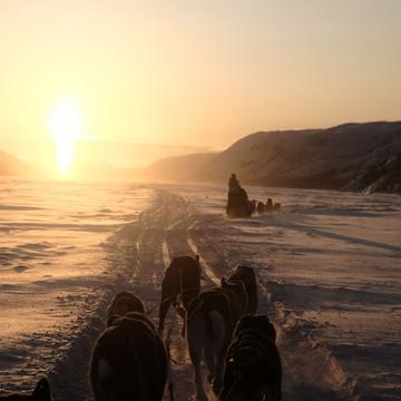With the Huskys near Kirkenes, Norway