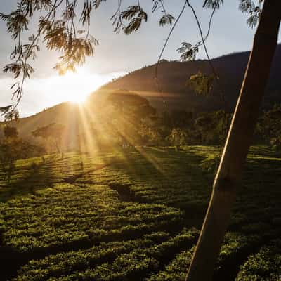 Wonosari Tea Plantation, Indonesia