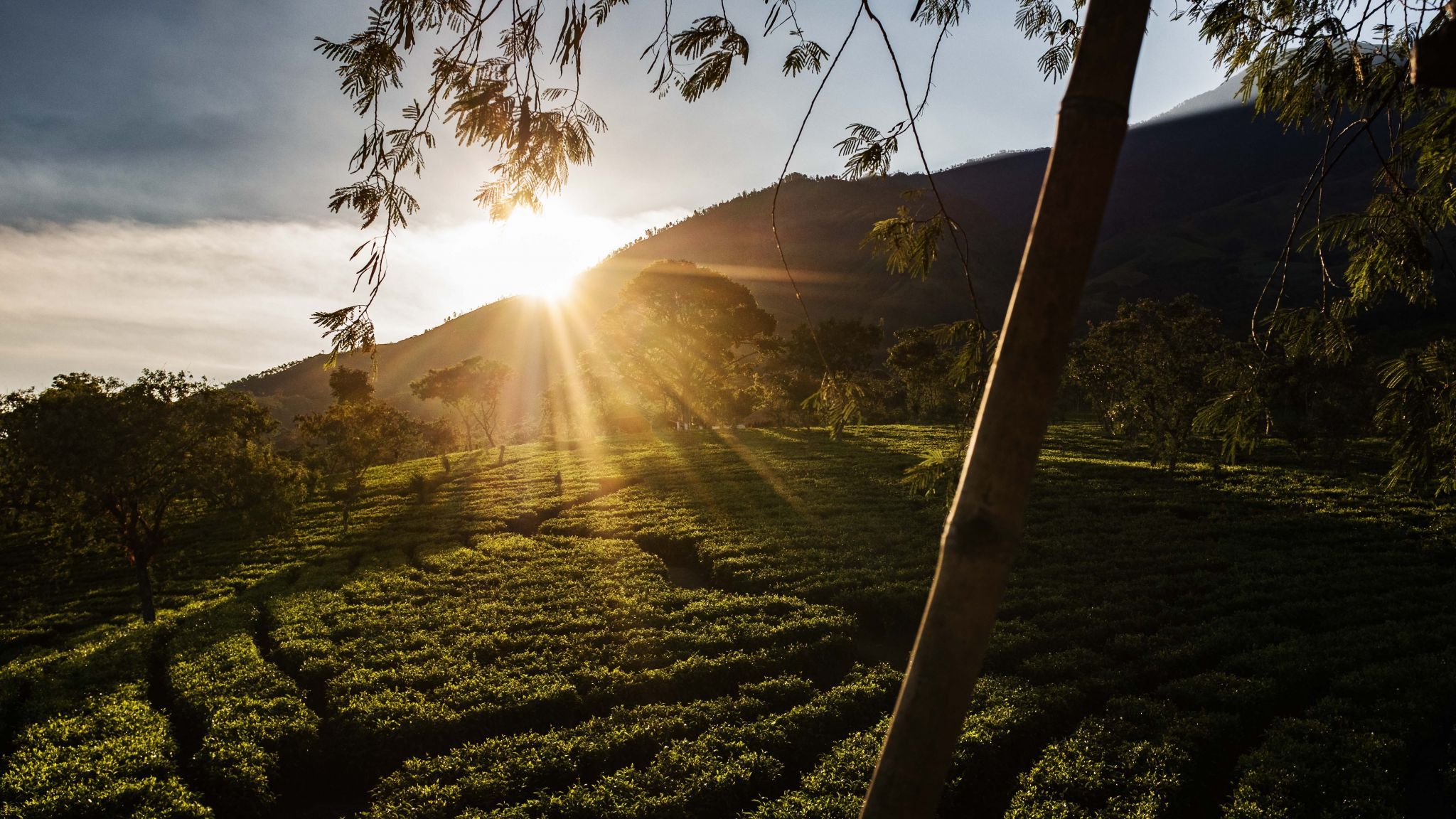 Wonosari Tea Plantation, Indonesia