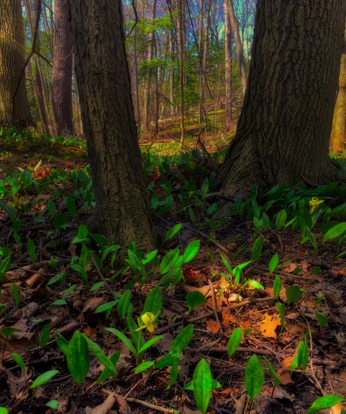 Woodlands of Sawmill Creek, Canada