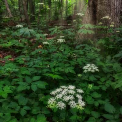 Woodlands of Sawmill Creek, Canada