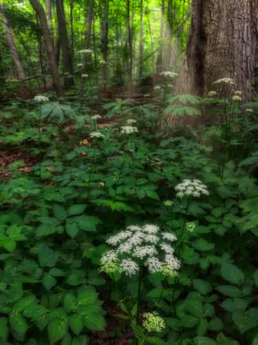 Woodlands of Sawmill Creek