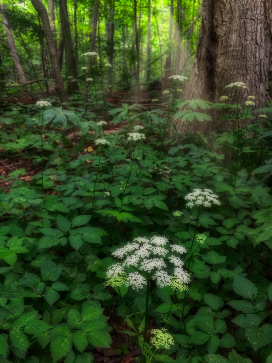 Woodlands of Sawmill Creek, Canada