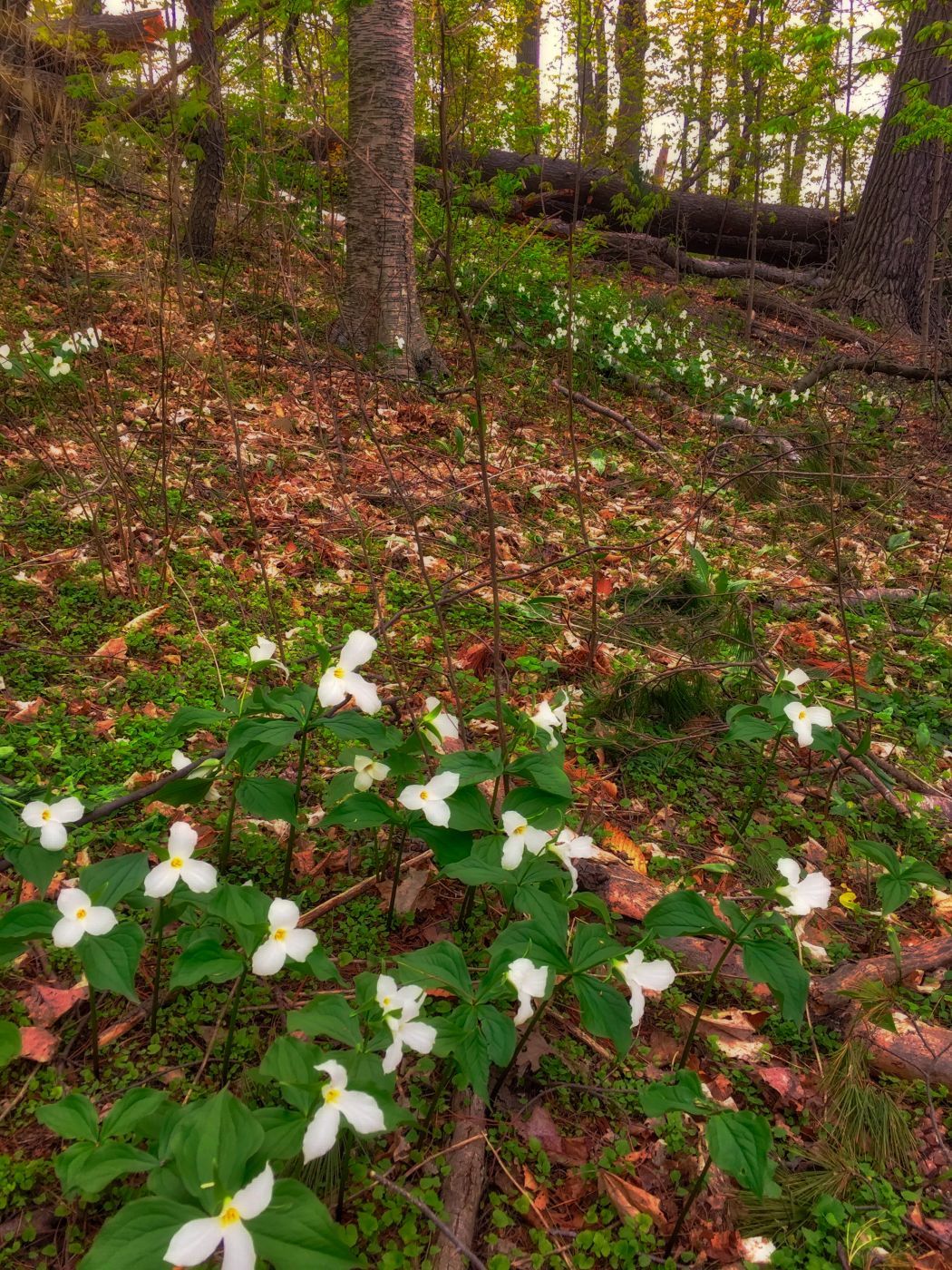 Woodlands of Sawmill Creek, Canada
