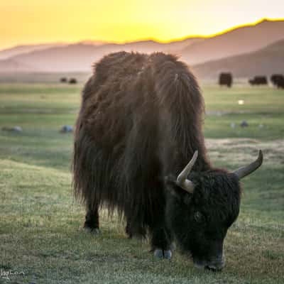 Yak Ulaan Baatar Mongolia, Mongolia