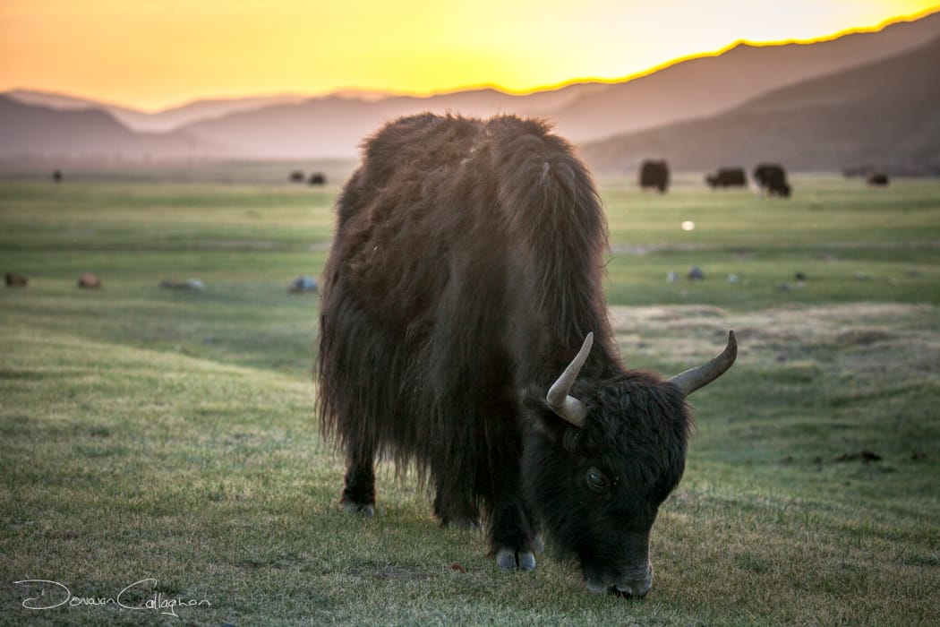 Yak Ulaan Baatar Mongolia, Mongolia