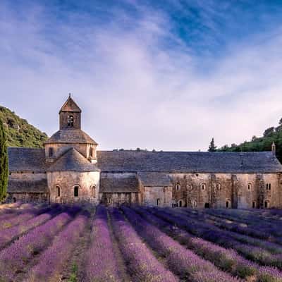 Lavender blossom at Notre-Dame de Sénanque, France