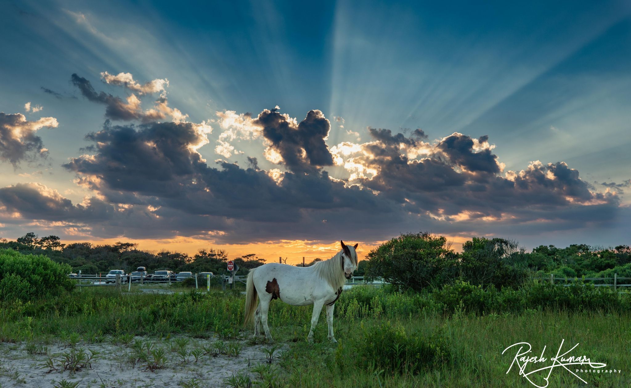 Assateague National Park, USA