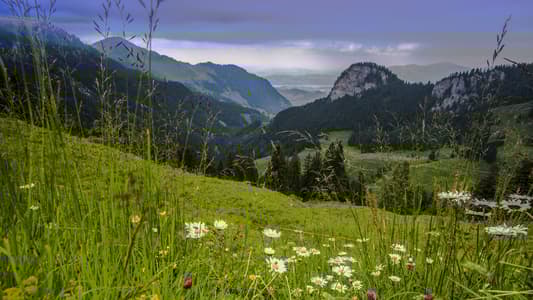 Bärenfalle