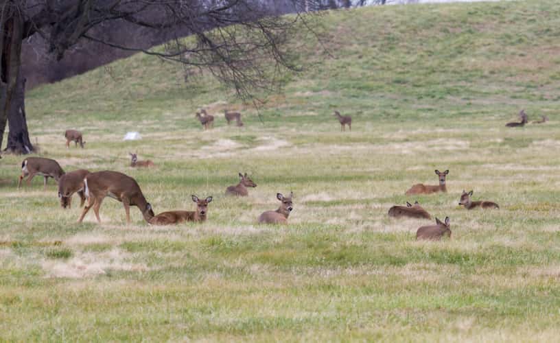 Cahokia Mounds State Historic Site
