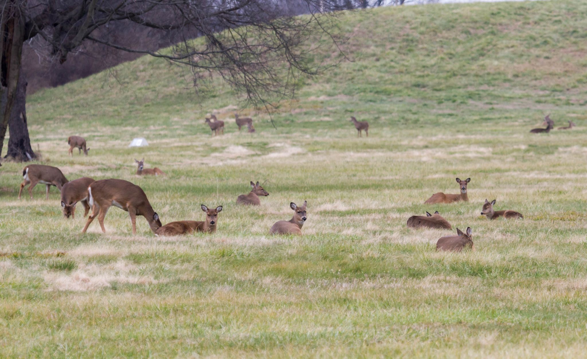 Cahokia Mounds State Historic Site, USA