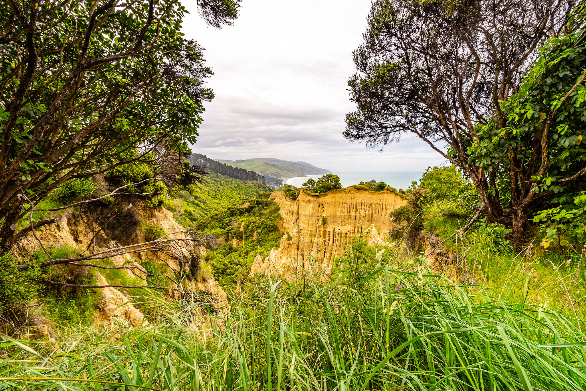 Cathedral Gully, New Zealand