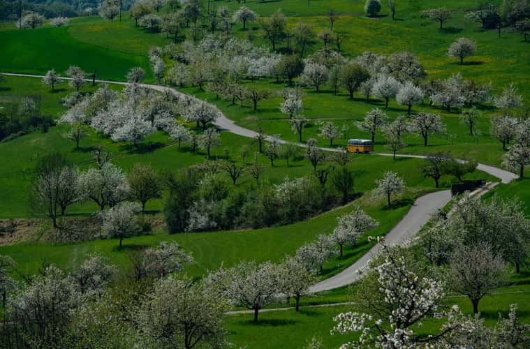 Cherry blossom