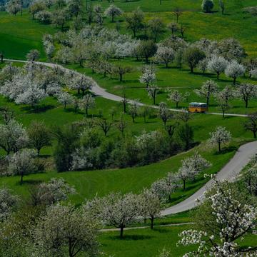 Cherry blossom, Switzerland