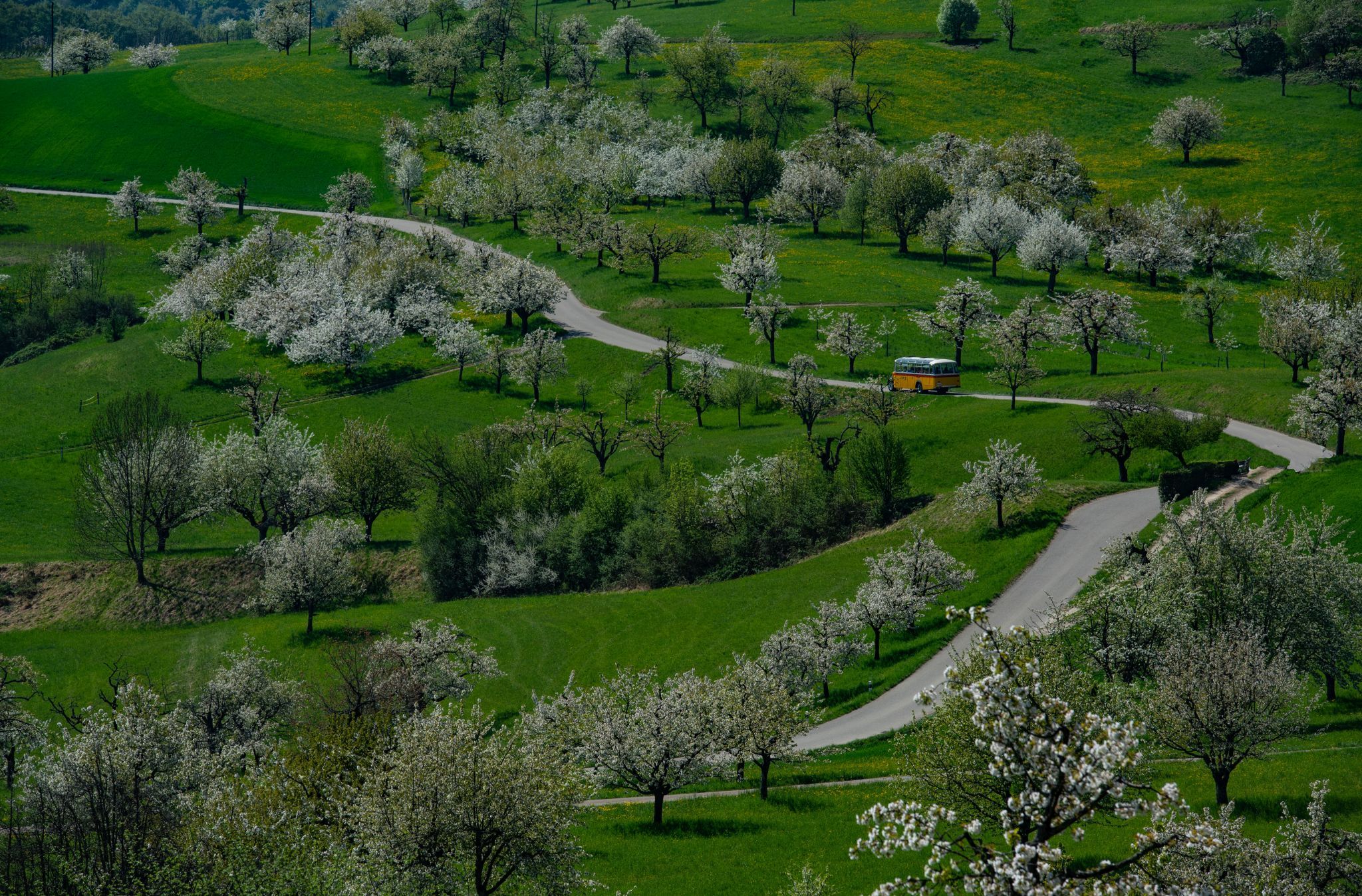 Cherry blossom, Switzerland