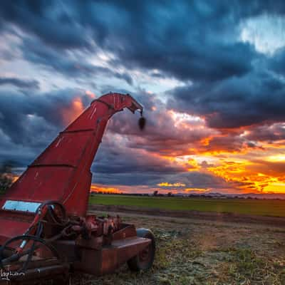 Forage Harvester sunset Freeman's Reach, Australia