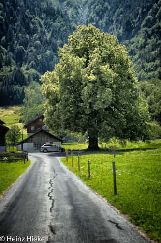 Geissholzlouwenen