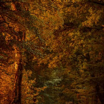 Haagse Bos, Netherlands