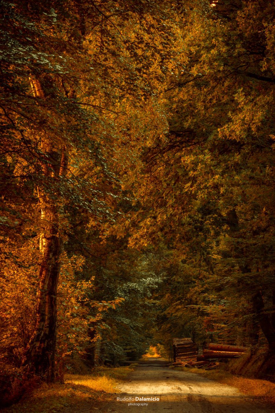 Haagse Bos, Netherlands