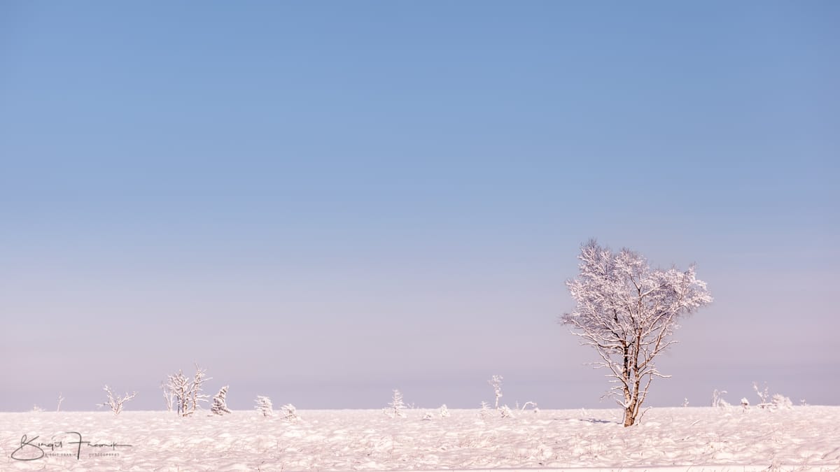 Haute Fagnes - Hohes Venn bei Baraque Michel, Belgium