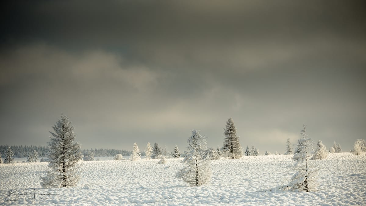 Haute Fagnes - Hohes Venn bei Baraque Michel, Belgium