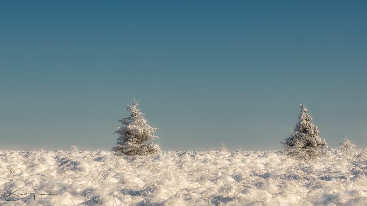 Haute Fagnes - Hohes Venn bei Baraque Michel, Belgium