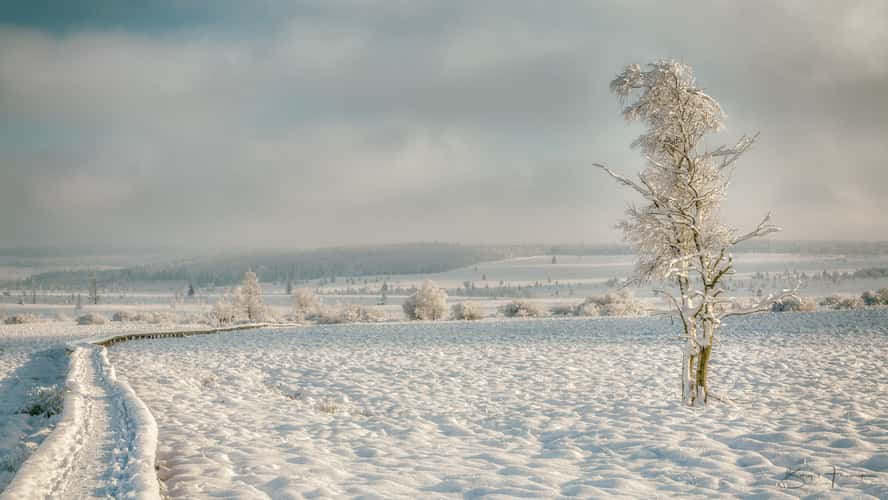 Haute Fagnes - Hohes Venn bei Baraque Michel