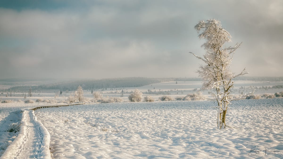 Haute Fagnes - Hohes Venn bei Baraque Michel, Belgium