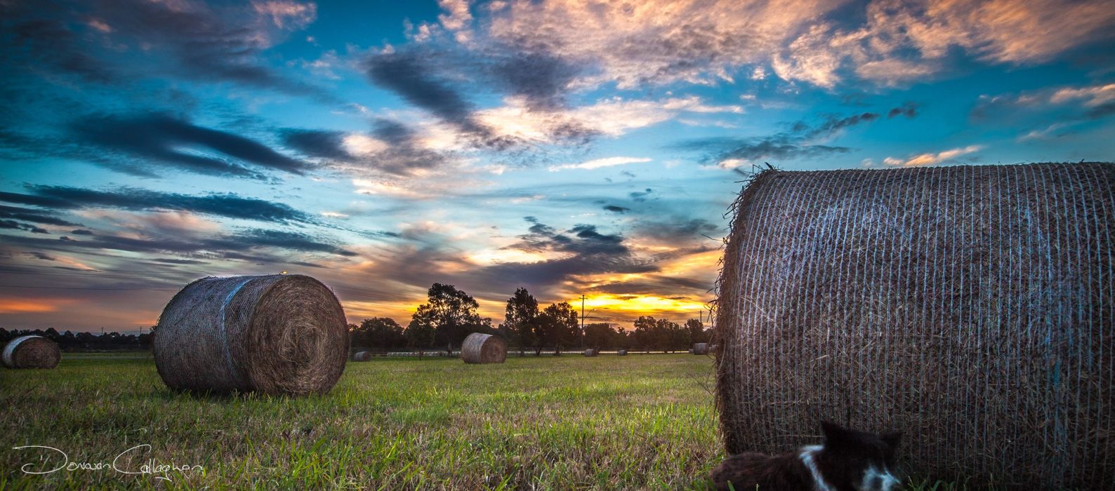 Hay Bails at sunset Windsor NSW, Australia