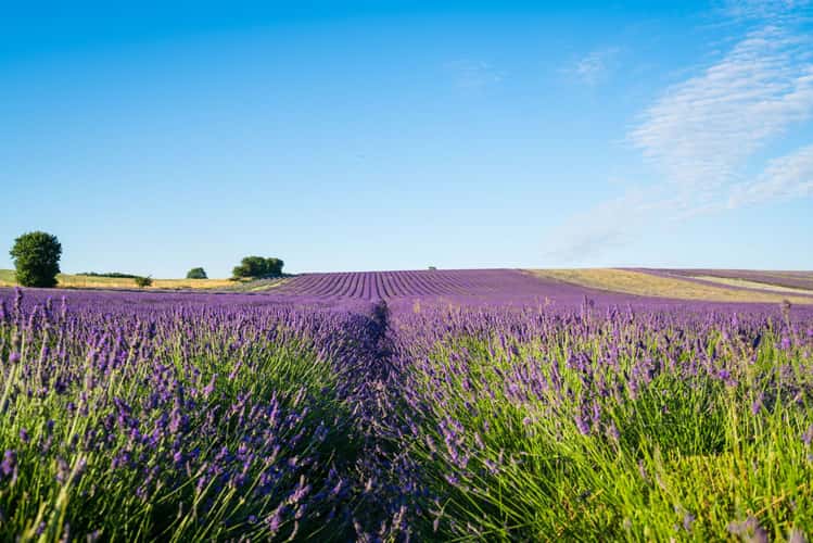 Hitchin Lavender Farm