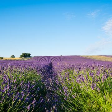 Hitchin Lavender Farm, United Kingdom