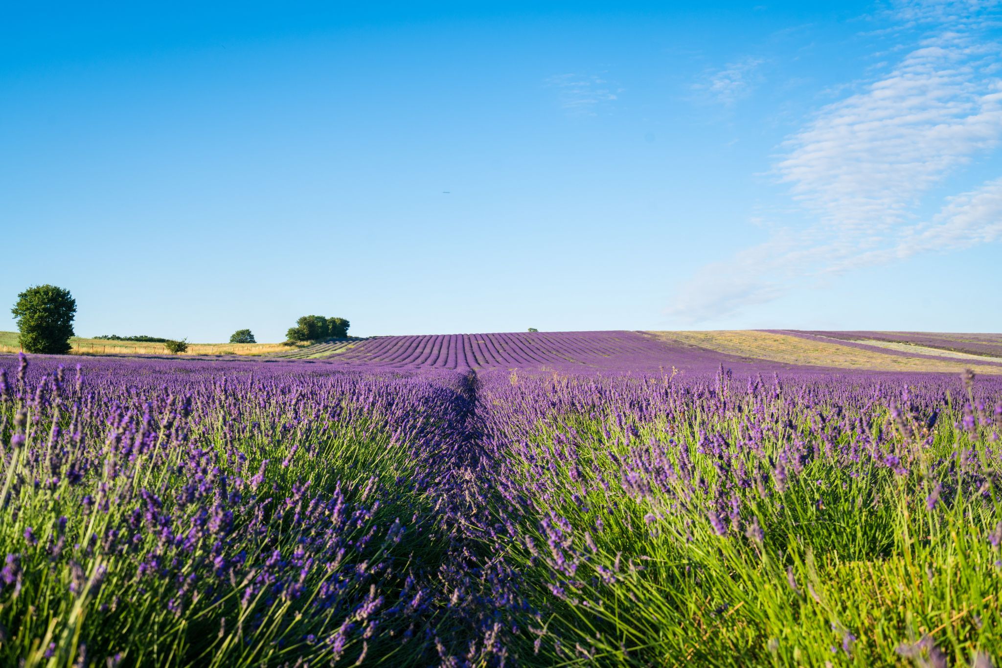 Hitchin Lavender Farm, United Kingdom