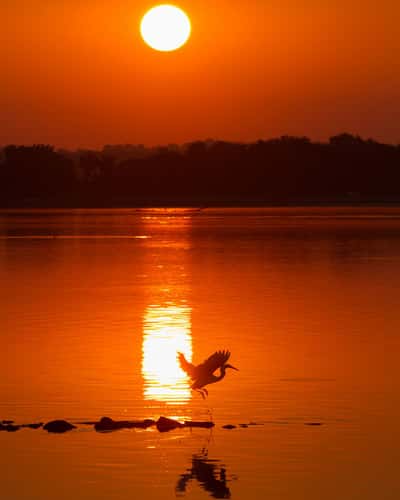 Horseshoe Lake State Park, IL