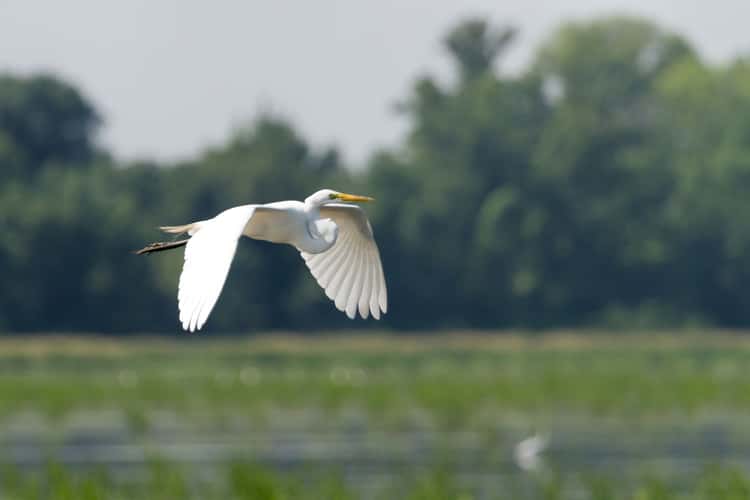 Horseshoe Lake State Park, IL