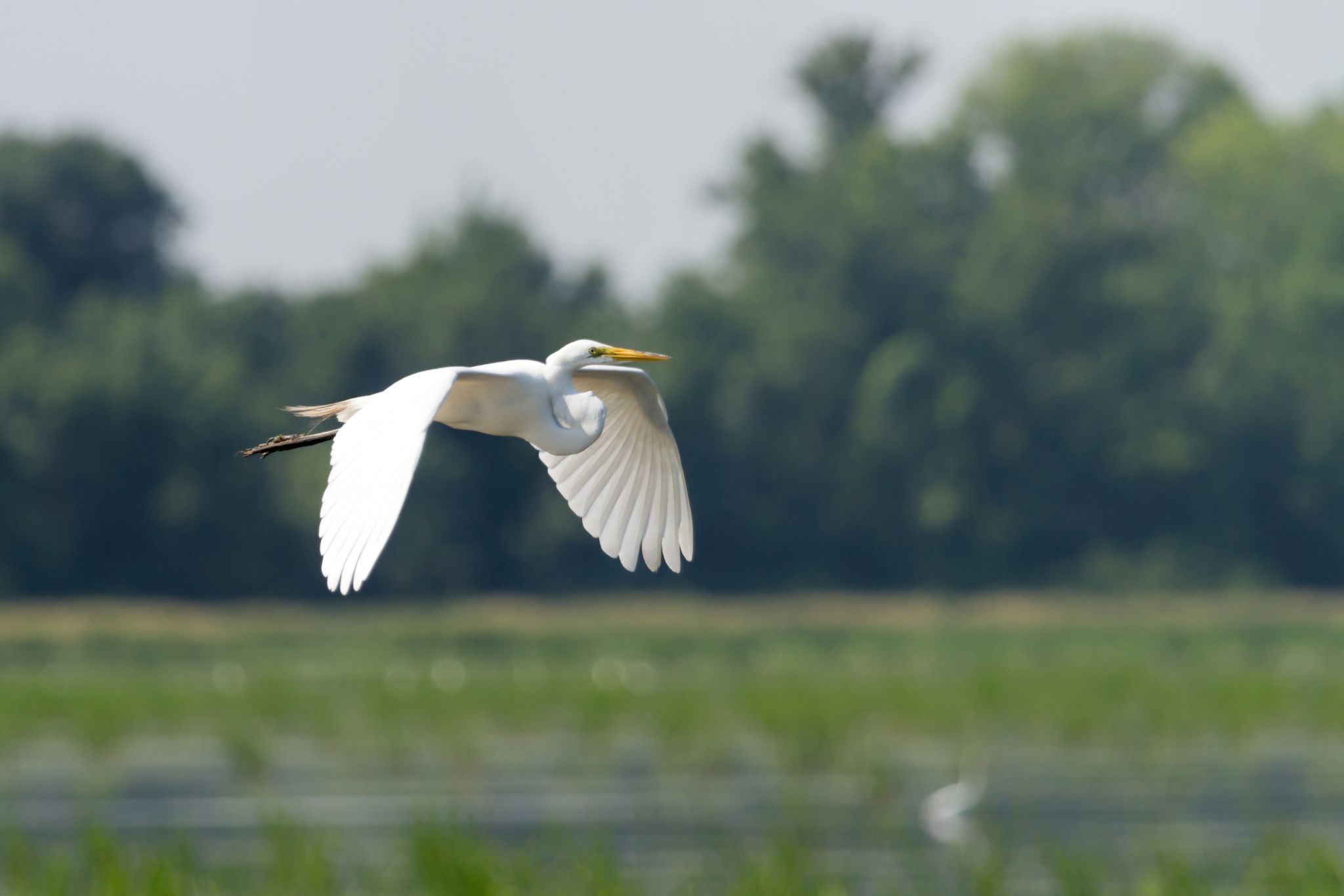 Horseshoe Lake State Park, IL, USA
